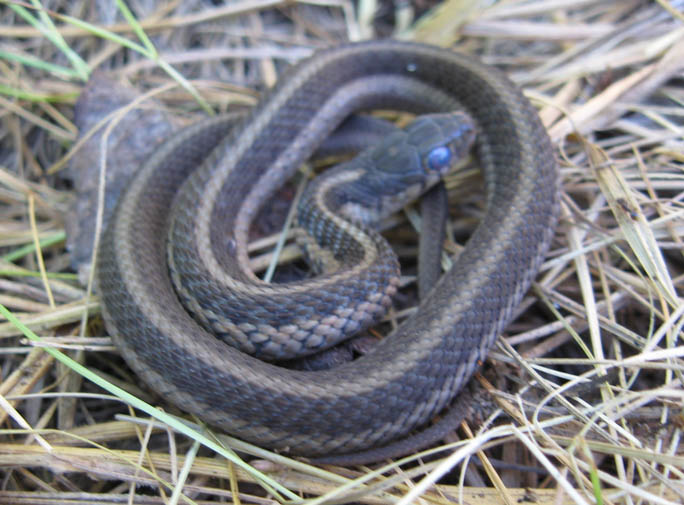 Eastern Garter Snake